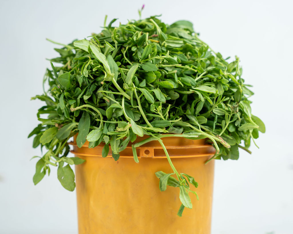 Spinach (Efo Tete)